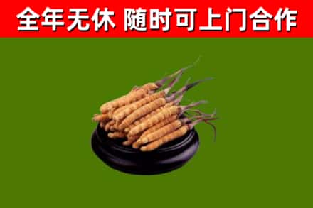 正阳回收散虫草